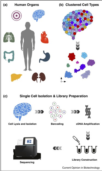 Single cell transcriptome